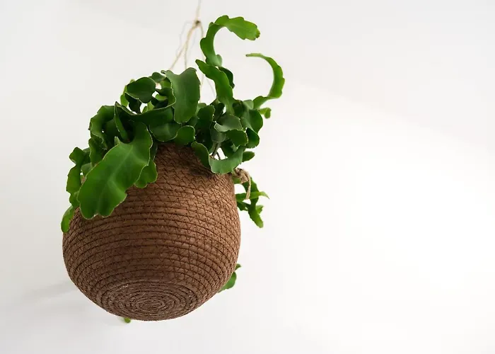 호텔 Vienna 체르비아